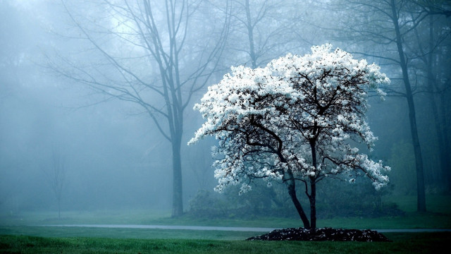 Tree park fog bench foreground #3 free wallpaper - medium preview image