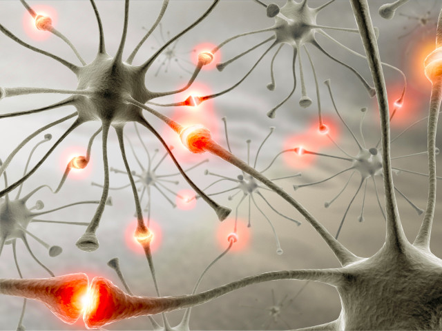 Brain anatomy different parts image free wallpaper - medium preview image
