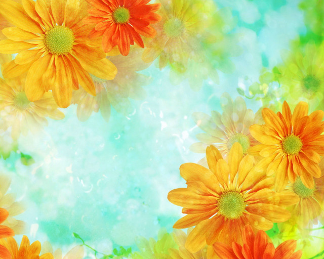 Orange yellow flowers blue background free wallpaper - medium preview image