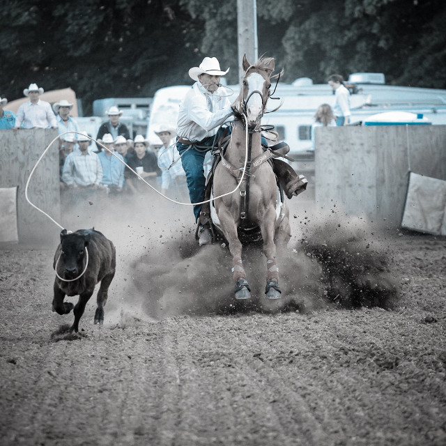 Man horse chasing dog rodeo free wallpaper - medium preview image