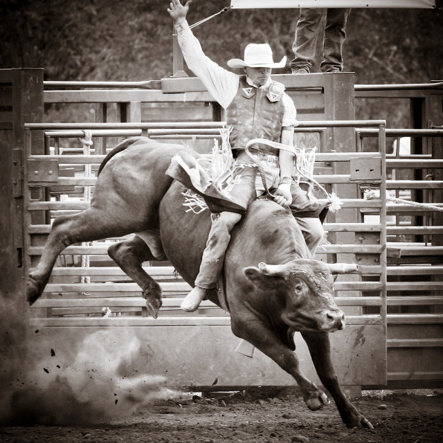 Man riding bull rodeo lasso free wallpaper - medium preview image