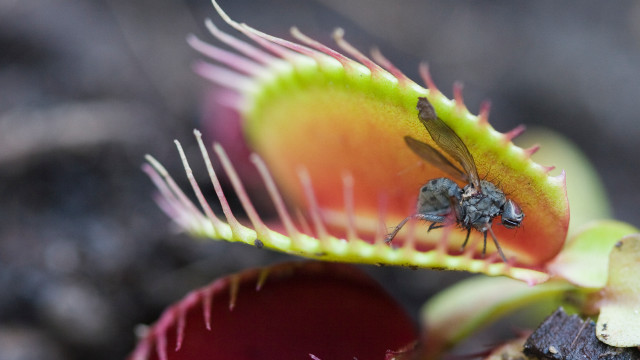 Flower bug closeup inside backend free wallpaper - medium preview image