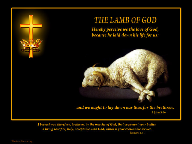 Sheep cross bible verse background free wallpaper - medium preview image