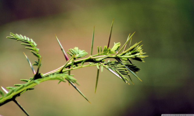 Close up plant leaves stems #2 free wallpaper - medium preview image