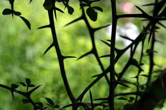 Close up plant leaves bamboo free wallpaper - medium preview image