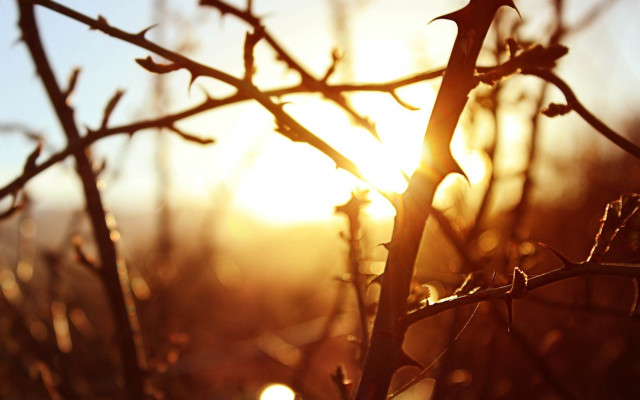 Tree branch sunset blurry background free wallpaper - medium preview image