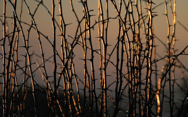 Branches sunset sky clouds background free wallpaper - medium preview image