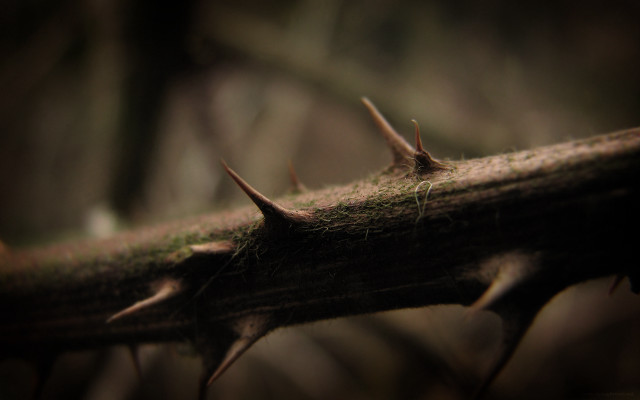 Branch spikes woods moss blurry free wallpaper - medium preview image