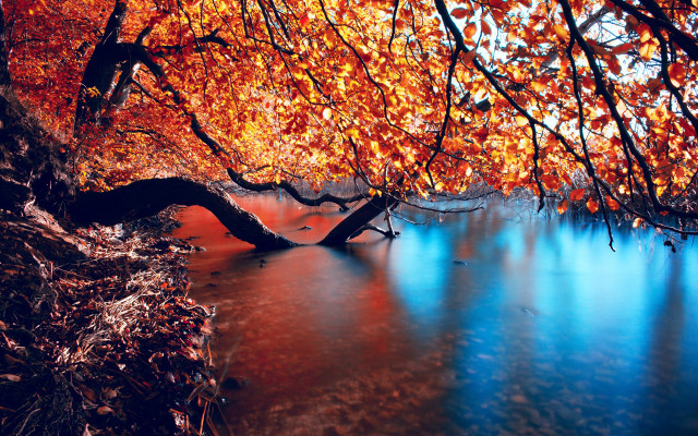 Tree orange leaves water shoreline free wallpaper - medium preview image