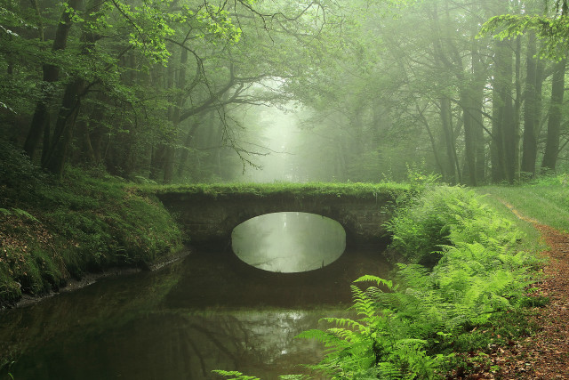 Bridge stream forest foggy sky free wallpaper - medium preview image