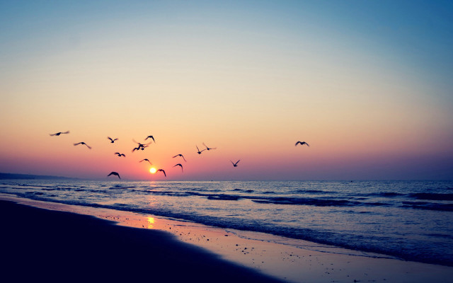 Flock birds flying ocean sunset free wallpaper - medium preview image