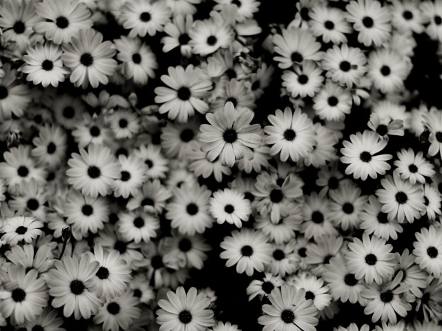 White flowers bouquet floral background free wallpaper - medium preview image