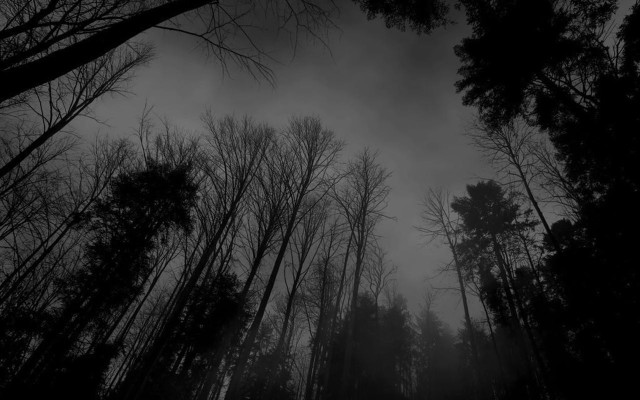 Dark forest tall trees fog #2 free wallpaper - medium preview image