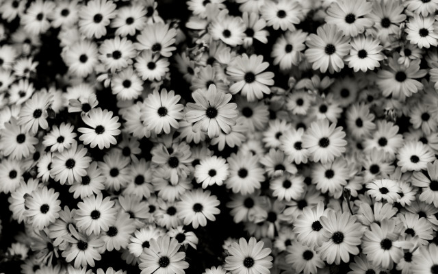 White flower bouquet closeup black free wallpaper - medium preview image