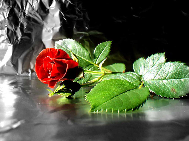Red rose shiny surface leafy free wallpaper - medium preview image