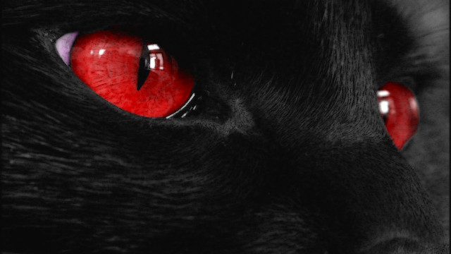 Black cat red eyes black #2 free wallpaper - medium preview image