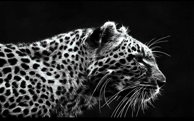 Leopard black white photo distant free wallpaper - medium preview image