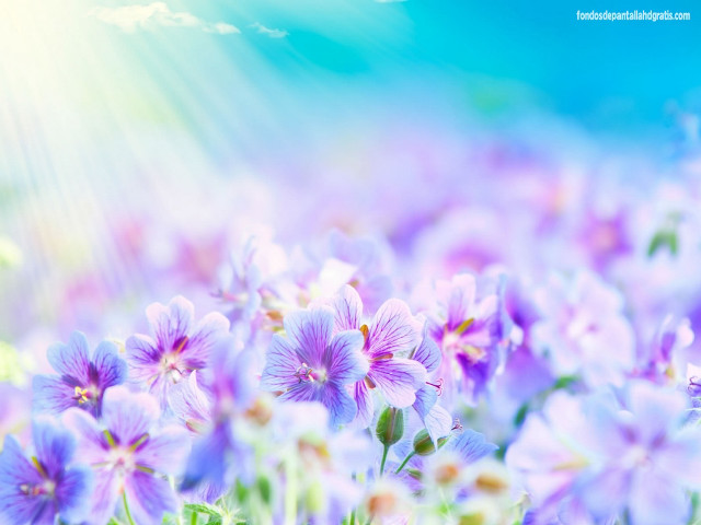 Purple flowers sunlight clouds blue free wallpaper - medium preview image