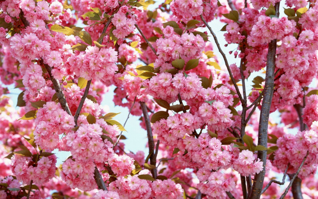 Pink flower tree blue sky #7 free wallpaper for desktop - medium preview image