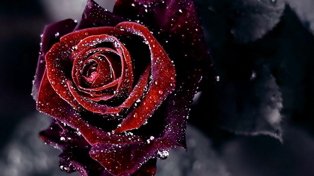 Red rose water droplets petals #8 free wallpaper for desktop - medium preview image