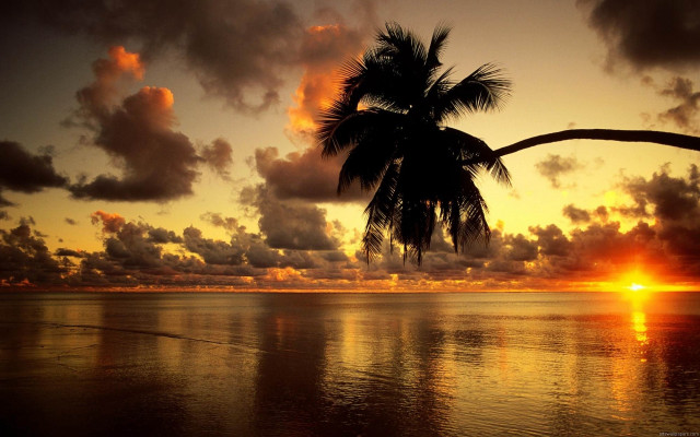 Sunset palm tree boat ocean free wallpaper - medium preview image