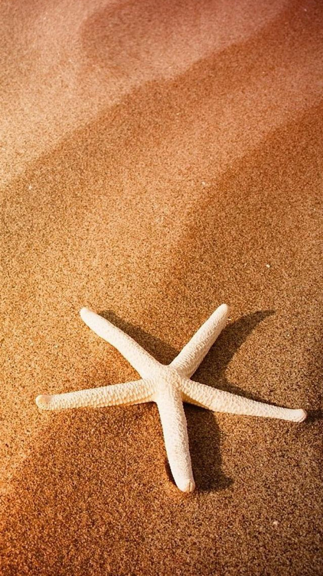 Starfish beach sand sunset sunrise free wallpaper - medium preview image