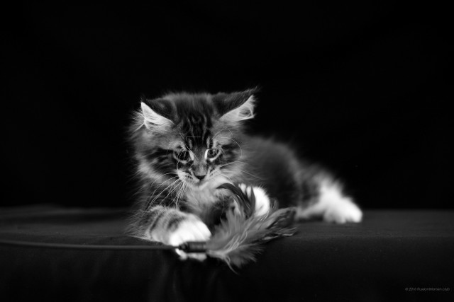 Kitten feather table blackwhite monochrome free wallpaper - medium preview image