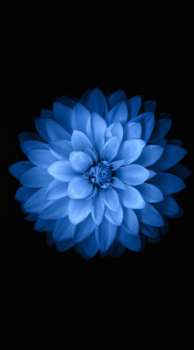 Blue flower dark background image free wallpaper - medium preview image