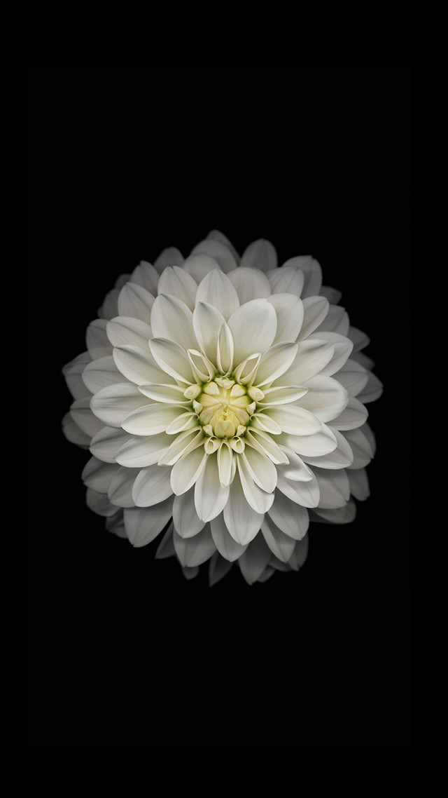 White flower dark background black free wallpaper - medium preview image