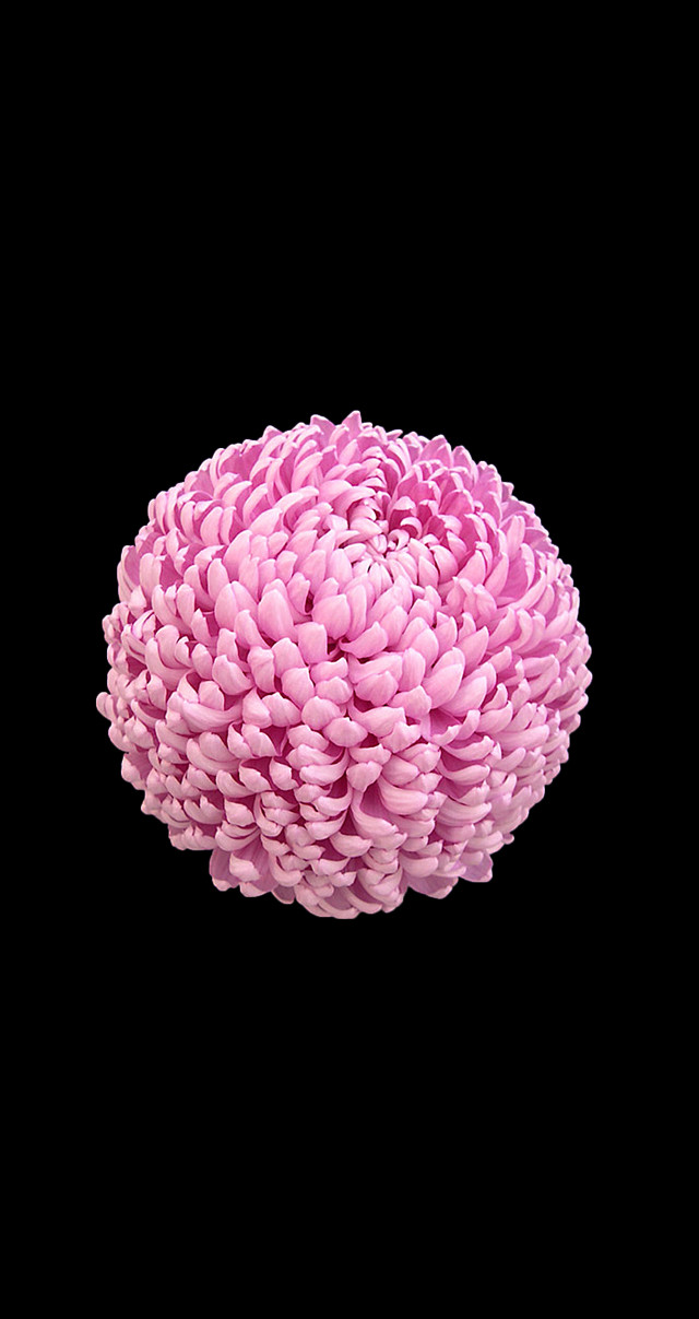 Pink flower black background white #2 free wallpaper - medium preview image