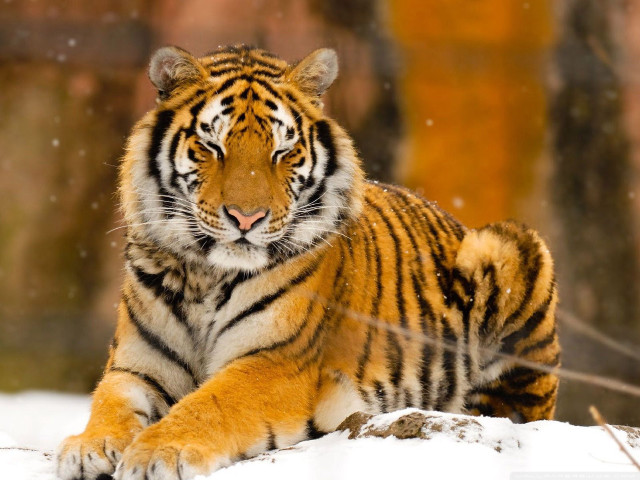 Tiger laying snow zoo enclosure free wallpaper - medium preview image