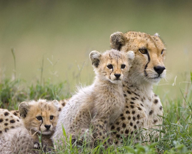 Cheetah cubs grass together playful free wallpaper - medium preview image
