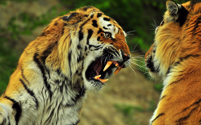 Tigers fighting zoo enclosure wildlife free wallpaper - medium preview image