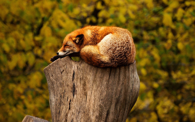 Red fox curled tree stump free wallpaper - medium preview image
