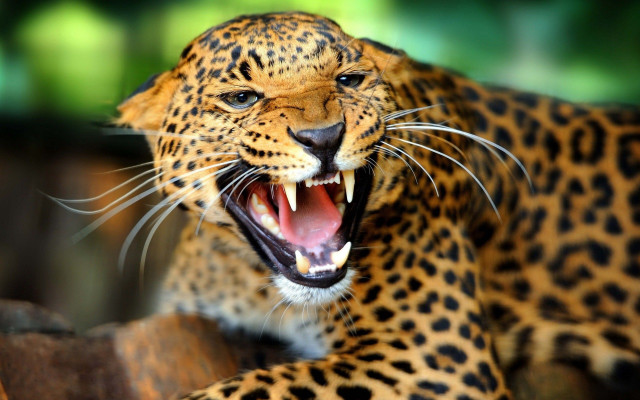 Leopard mouth open teeth bared free wallpaper - medium preview image