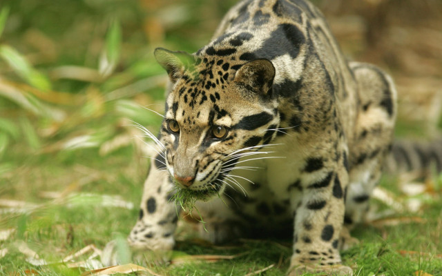 Small leopard walking lush green free wallpaper - medium preview image