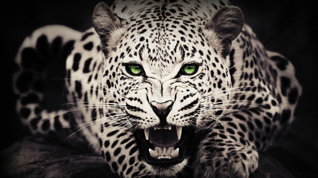 Leopard green eyes black background #2 free wallpaper - medium preview image