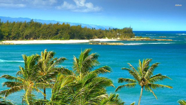 Boat beach palmtrees water sky free wallpaper - medium preview image