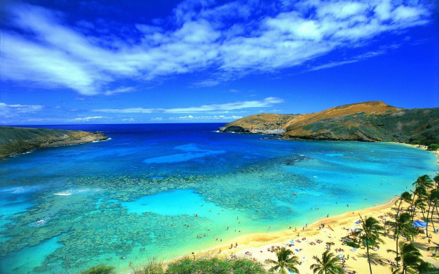 Bascove beach palm trees ocean free wallpaper - medium preview image