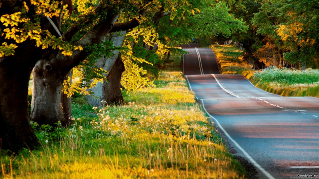 Curved road trees grass yellow free wallpaper - medium preview image