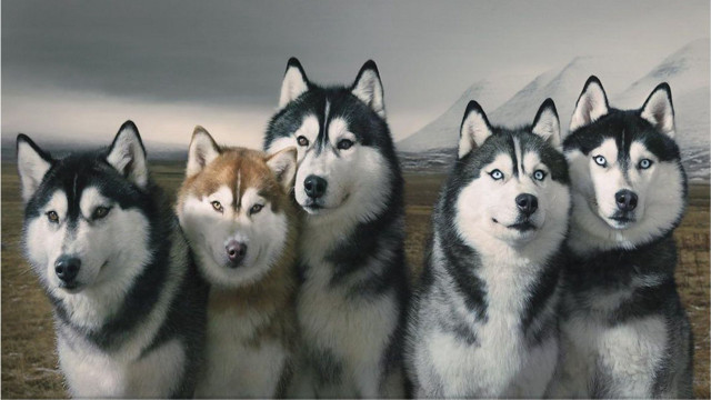 Husky dogs field grass snow #2 free wallpaper - medium preview image