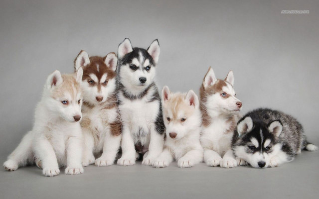 Husky puppies group sitting gray free wallpaper - medium preview image