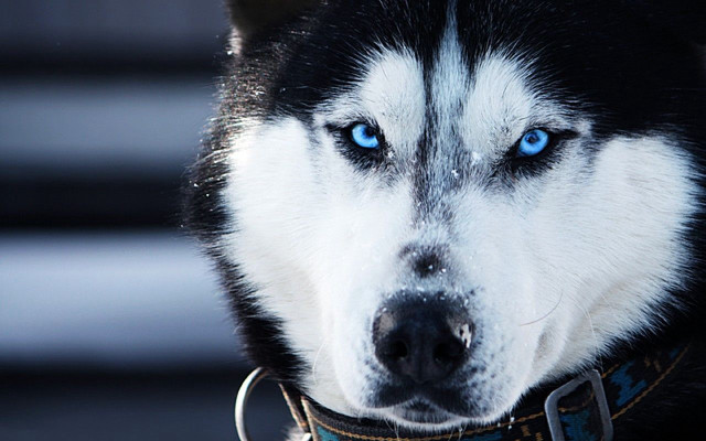Husky blue eyes serious look #2 free wallpaper - medium preview image