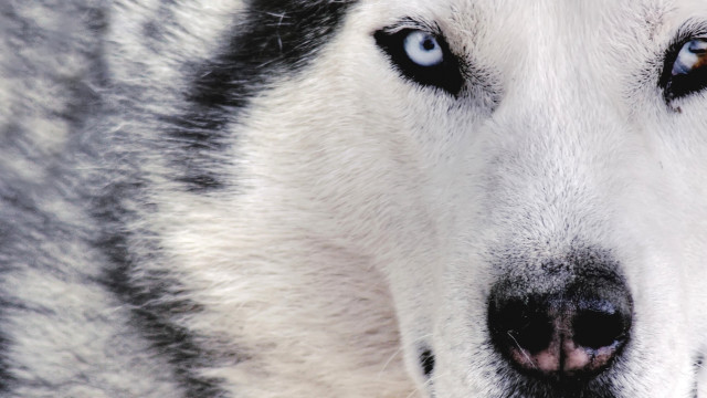 Husky blue eyes nose ring #3 free wallpaper - medium preview image
