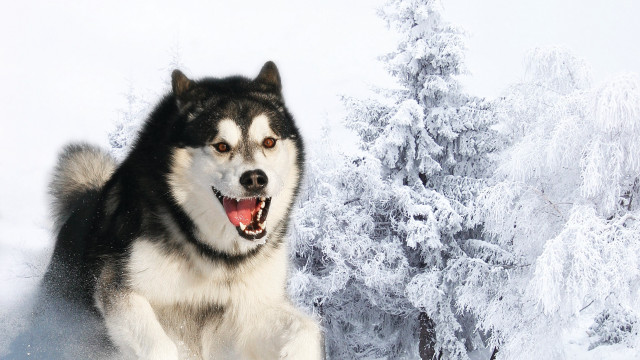 Husky running snow forest tree free wallpaper - medium preview image