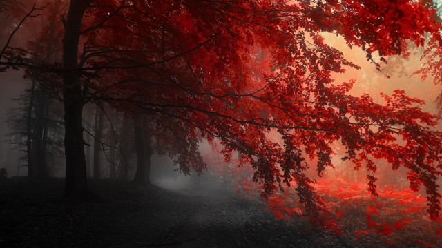 Red tree forest fog light free wallpaper - medium preview image