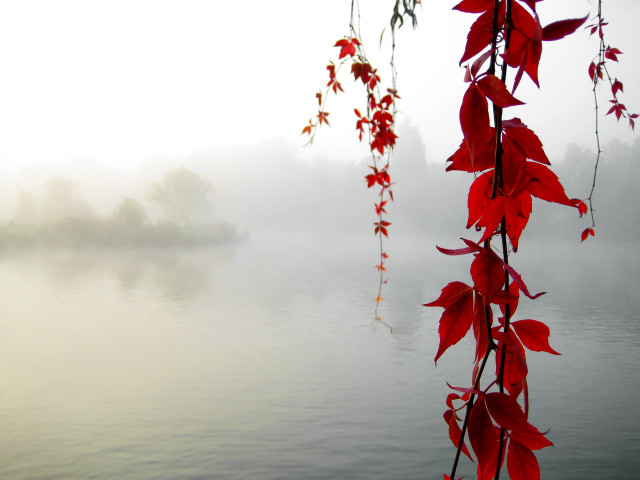 Tree branch red leaves lake free wallpaper - medium preview image