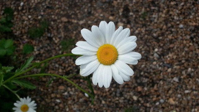 White flower yellow center macro #14 free wallpaper - medium preview image