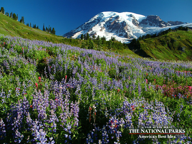 Snowy mountain wildflowers trees nature free wallpaper - medium preview image