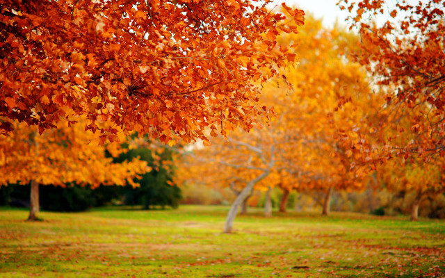 Park orange leaves bench trees free wallpaper - medium preview image